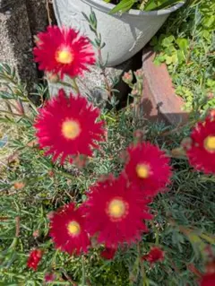 2026年最新】挿し穂の人気アイテム - メルカリ