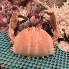 ソデカラッパ カラッパ カニ 蟹 標本 - メルカリ