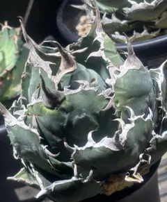 2025年最新】アガベ 白鯨 大株の人気アイテム - メルカリ