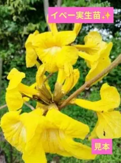 2025年最新】イペー苗の人気アイテム - メルカリ