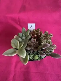 トクちゃん様専用