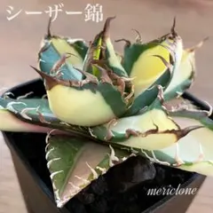 速達【鉢ごと発送】希少　活着　サイズ大　アガベ　シーザー錦　白中斑　TC 2026年最新】アガベ シーザー 錦の人気アイテム - メルカリ