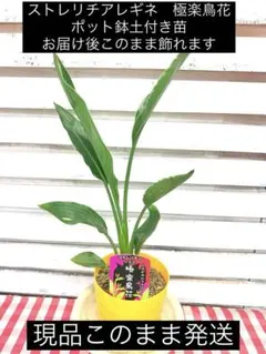 ムサシ様 リクエスト 2点 まとめ商品