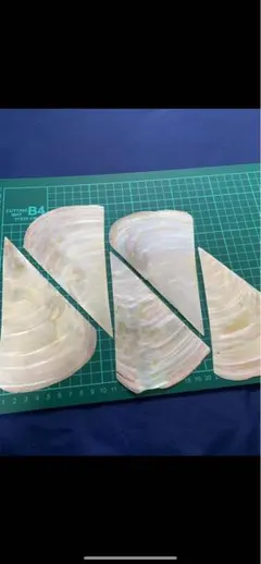 貝殻セット10枚