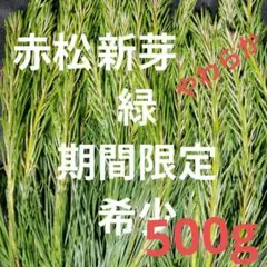 静岡県産天然 松葉赤松新芽 緑のみ500g、即購入可のサムネイル