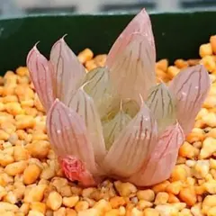 r*o様 多肉植物　ハオルチア オブツーサ錦花火　W-37