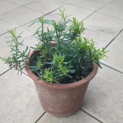 ニーレンベルギア　パープル➕️　ローズマリー　抜き苗セットでお値引き