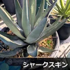 2026年最新】アガベ シャークスキンの人気アイテム - メルカリ