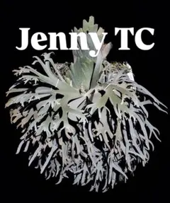 2025年最新】willinckii jennyの人気アイテム - メルカリ