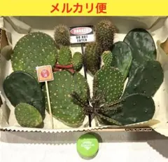 サボテン♡メルカリ便発送✨短毛丸　バニーカクタス詰合せ　ガーデンピック付き