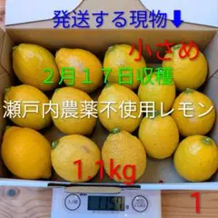 ①２月１７日収穫　新鮮！瀬戸内の農薬不使用レモン　小さめ