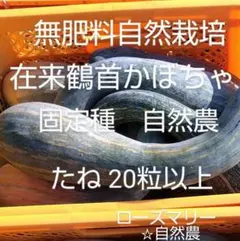 鶴首かぼちゃ　種20粒以上♪　無肥料自然栽培　自然農　固定種　自家採種