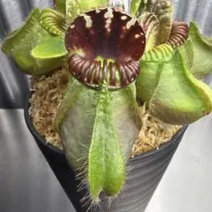 セファロタス seedling of Hummer’s Giant 02 BCP 2芽 Cephalotus folicularis seedling of Hummer's Giant 06 BCP