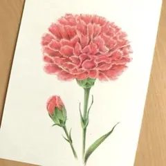 ボタニカルアート カーネーション 絵 直筆 水彩 - メルカリ