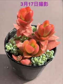 bobby dorie mama様 リクエスト 3点 まとめ商品