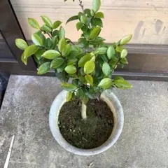 興津早生 不知火 3品種接木苗 大苗 6年生 2枚目が花がいっぱいです