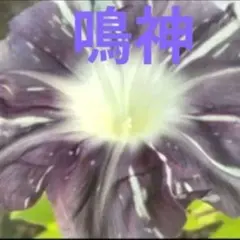 Kiyomi Yoshimi様 リクエスト 3点 まとめ商品