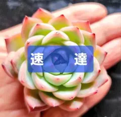 ひらり様 リクエスト 2点 まとめ商品