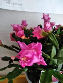 チック様専用　デンマークカクタス 薔薇咲き ピンク系 発根済み株 F 希少種