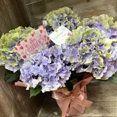 可愛い‼️アジサイふるふる♡4号♡２色セット♡メルカリ便 アジサイ♡マジカルレボリューション♡パステル♡5号♡お鉢ごと