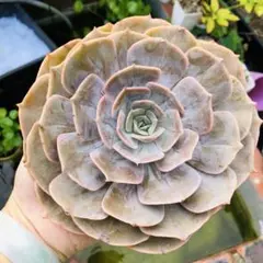 藍鯨　超大苗　エケベリア　多肉植物