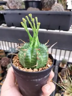 特選 ユーフォルビア 特大 良個体 - メルカリ