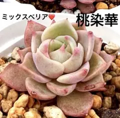 桃染華 札のみ ミックスベリア おらいさん苗 多肉植物 - メルカリ