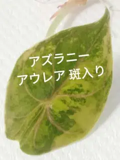 アロカシア・アズラニー・アルボ 斑入りAlocasia Azlanii Albo - メルカリ