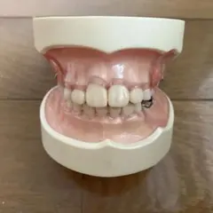 歯科 NISSIN DENTAL MODEL D16-MA.K.13 顎模型 - メルカリ