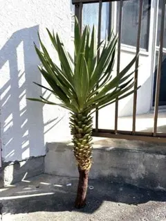 ユッカ　グロリオサ　90センチ　大株　幹立ち　キミガヨラン　ロックガーデン