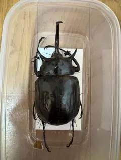 2026年最新】マルスゾウカブト標本の人気アイテム - メルカリ