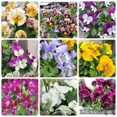 6/5a♡種♡ビオラMix(偏りあり)♡100粒以上♡のサムネイル