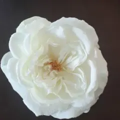 コサージュ　ブライダル・セレモニー用