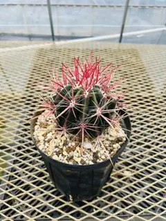 神仙玉 フェロカクタス 赤刺 サボテン 観葉植物 ドライガーデン - メルカリ