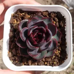 ぷにょ様 リクエスト 2点 まとめ商品