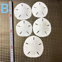 2025年最新】スカシカシパンの人気アイテム - メルカリ