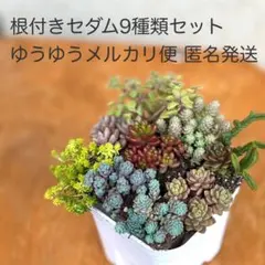 mogu.　販売再開しました❁﻿様 リクエスト 2点 まとめ商品