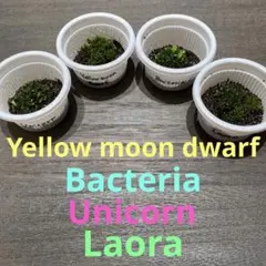【前葉体】ビカクシダ4種セット(YMD/Bacteria他)胞子培養のサムネイル