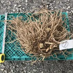 アスパラガス苗　①のサムネイル