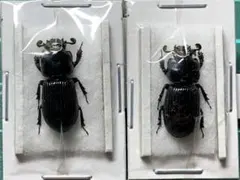 aytm_nb様 リクエスト 2点 まとめ商品