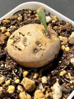 460 特選塊根植物 Othonnaオトンナ・カカリオイデス 発根済み