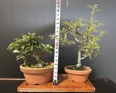 磯山椒と夏茱萸 2本まとめてのサムネイル