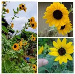 ポッケ様 リクエスト 2点 まとめ商品