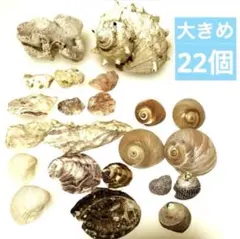 鹿児島県内で採集した「中型の貝殻20種類」 - メルカリ