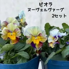 パンジー　ビオラ　ウエディングドレス　ヌーヴェルヴァーグ　君待ち　9苗 パンジー ビオラ ウエディングドレス ヌーヴェルヴァーグ 君待ち 9苗