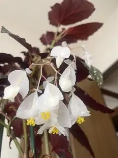 木立性　ベゴニア　シャロンシーラート　観葉植物　熱帯植物のサムネイル