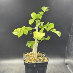 2026年最新】ブルセラファガロイデスの人気アイテム - メルカリ