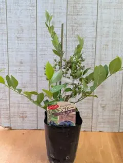 まめたん様 リクエスト 2点 まとめ商品