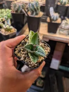 魔丸 初心者でも安心 発根済アガベ 育成済み 鉢付き⑤