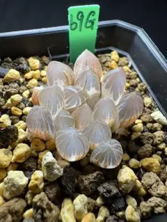 94h 多肉植物 ハオルチア ローズゴールドオブツーサ錦糊斑 鉢植え発送